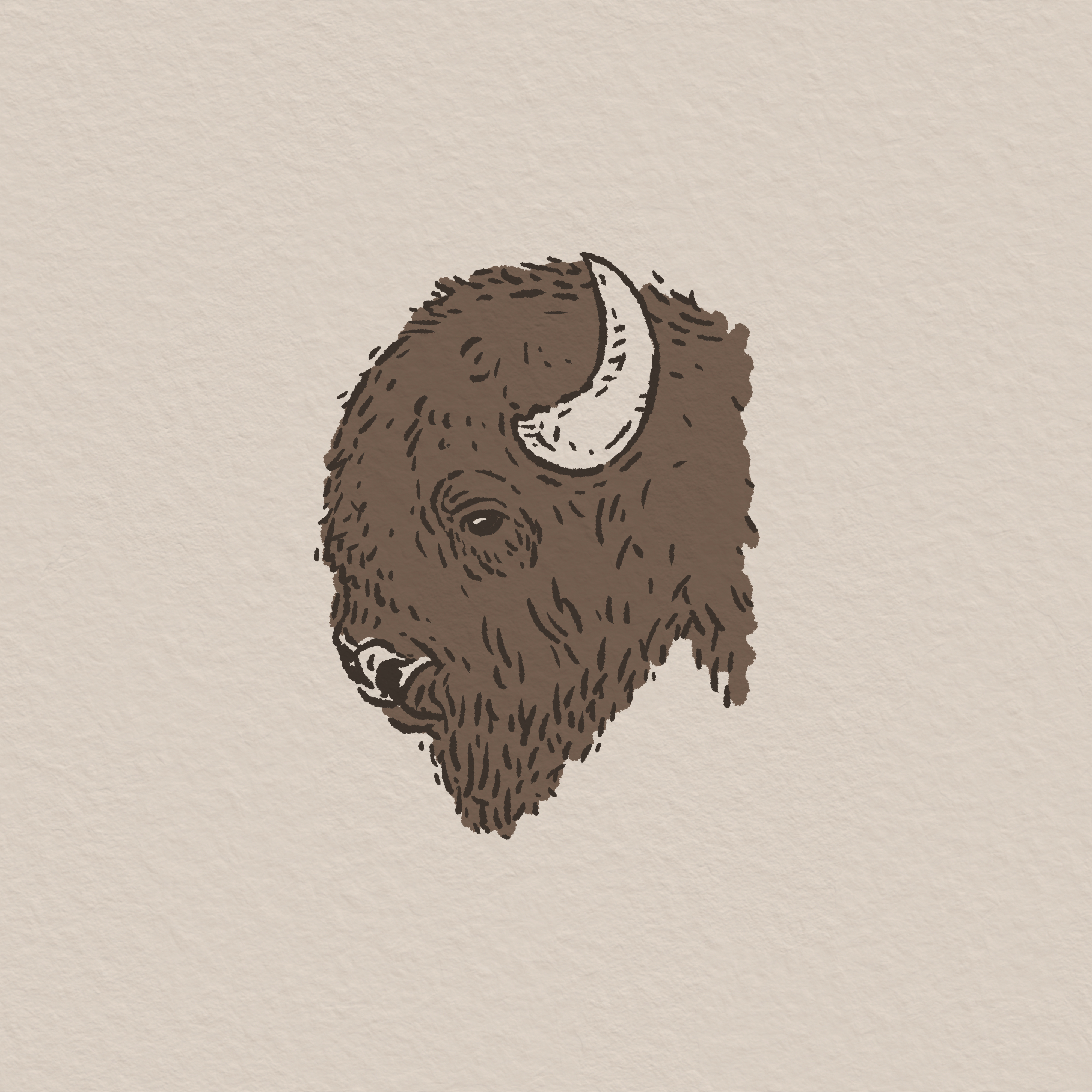 Bison Head |The Badlands Collection art badlands bison buffalo design drawing hand drawn illustration joe horacek little mountain print shoppe nebraska procreate sketch south dakota