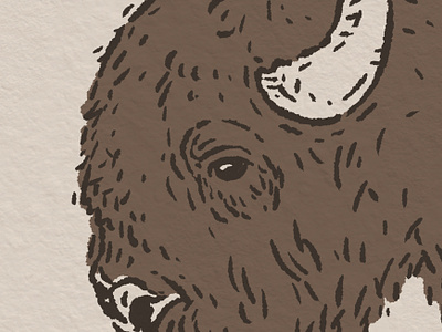 Bison Head |The Badlands Collection art badlands bison buffalo design drawing hand drawn illustration joe horacek little mountain print shoppe nebraska procreate sketch south dakota