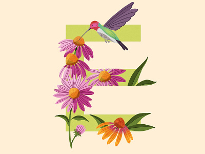 36 Days of Type E 36daysoftype 36daysoftype05 coneflower digital art echinacea flat design flower illustration health herb herbalmedicine hummingbird illustration illustrationartist immune system ipadpro lettering typography typography art typography design visualart