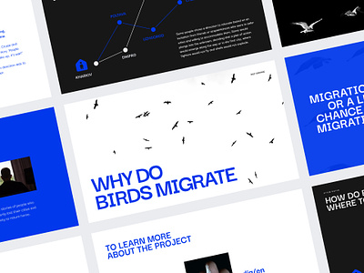 Birds migrate to wait out the winter color minimalism pitch deck pitch design presentation ukraine