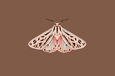 Arge Tiger Moth botanical illustration moth pink rust tigermoth