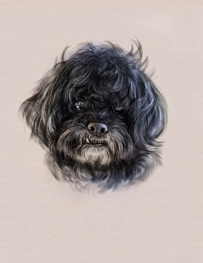 Portrait of Cooper adobefresco dog drawing hair pet portrait tooth