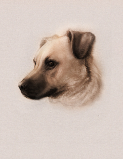 Portrait of Drogo dog pets portrait procreate