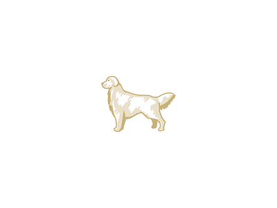 golden retriever animal paw pets retriever