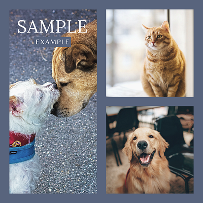 Instagram Post Sample canva template collage maker design instagram