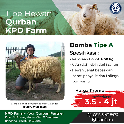 selling sheep adha adobe xd design eid al adha graphic design instagram instagram post marketing selling vector xd design