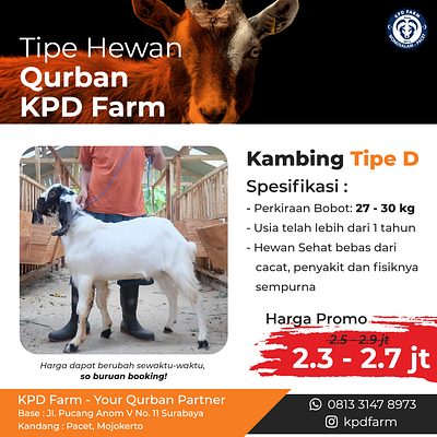 goat adobe xd design goat graphic design instagram instagram post livestock marketing social media design vector xd design