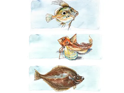 shm animal art book illustration fish graphic art illustration natural history illustration nature illustration ocean life sea life watercolor