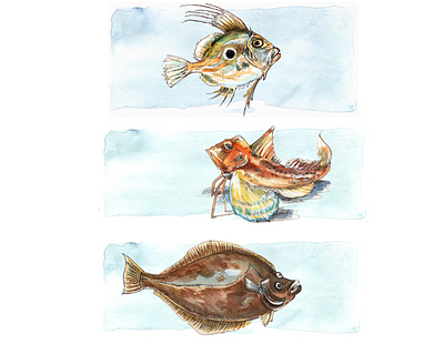 shm animal art book illustration fish graphic art illustration natural history illustration nature illustration ocean life sea life watercolor