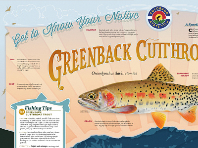 Detail: Greenback Cuttthroat poster illustration lettering poster