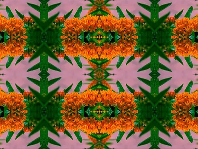 Flora Kaleidoscope adobe artist collage art digital digital design digital photography photo photo editing photo manipulation photographer photography photography portfolio photoshop