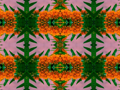 Flora Kaleidoscope adobe artist collage art digital digital design digital photography photo photo editing photo manipulation photographer photography photography portfolio photoshop