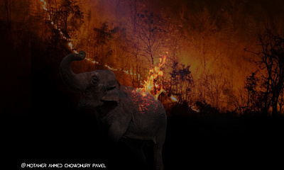 Save wild awareness manipulation. animal awareness campaign awareness poster design cinema poster design elephant fire forest image editing image manipulation manipulation art metabolic art movie poster photoshop photoshop manipulation poster design save earth save forest save wild animals wild animals