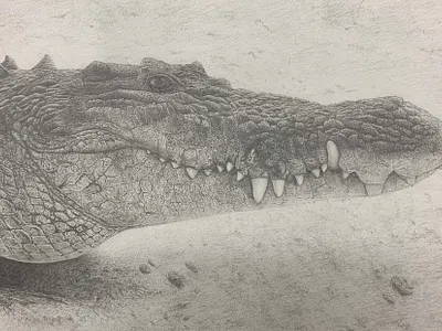 The Modern Day Dinosaur aligator animal animal art animal drawing art artwork black and white crocodile drawing graphite graphite pencil paper pencil pencil drawing reptile scales scaly teeth traditional art zoo