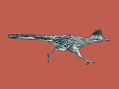 Roadrunner adventure apparel branding design hillcountry illustration ink outdoor road roadrunner runner texas texture tx wilderness