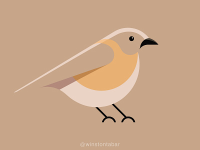 Eastern Bluebird v2