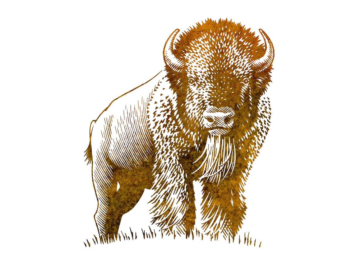 A Woodcut Style Illustration of a Buffalo for a Bank's Identity animals branding buffalo classic design emblem emblem design emblem logo engraving illustration logo natural nature pen and ink symbol vintage woodcut