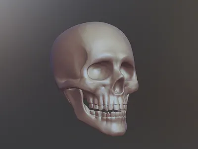 Skull Sketch 3d character illustration ipad nomad sculpt skull