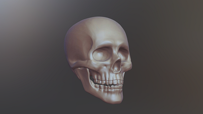 Skull Sketch 3d character illustration ipad nomad sculpt skull