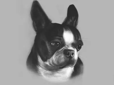 Portrait of Mickey Mugglesworth boston boston terrier dog drawing pet procreate puppy