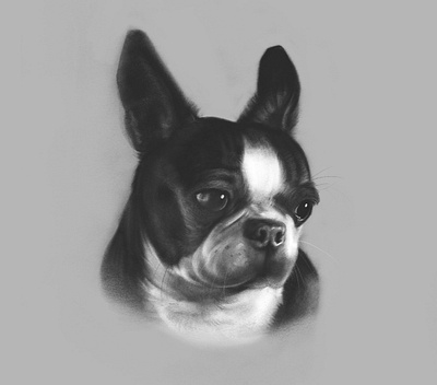 Portrait of Mickey Mugglesworth boston boston terrier dog drawing pet procreate puppy