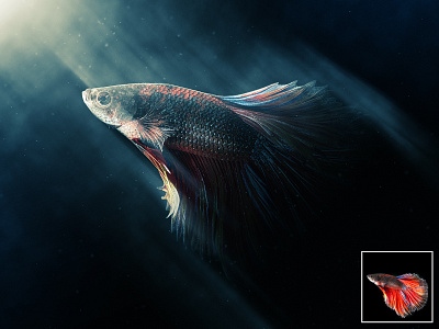 Drama Fish action artistic artwork automatic effect design digital art digital painting dramatic effect light effect light rays lighting photo effect photoshop action plugins volumetric