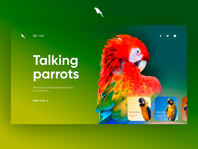 Talking parrots animal ara bird colorful colors design home page parrot ui ux web website