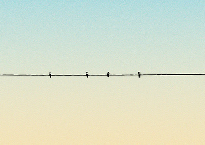 Swallows on the wire adobe illustrator art artwork birds colors design georgia gradient gradient design graphic design illustration inspiration minimalism nature nature art poster poster art poster design swallows wire