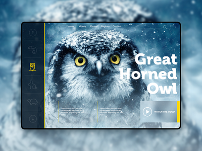 Ui/Ux for Nature Website animals great horned owl nature nature lover owl ui ui design user experience user interface ux ux design web web design website design