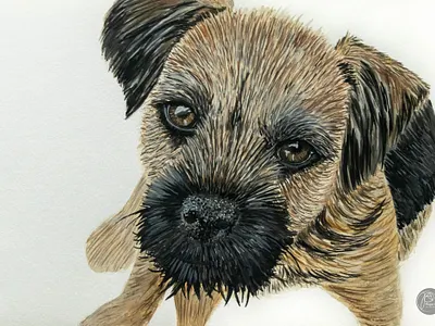 Dog Portrait - Puppy Rufus acrylic animal animals art border terrier dog dog art dog portrait fur gouache gouache painting paint painted painting portrait terrier