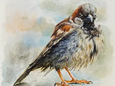 Cute Sparrow watercolor illustration animal art animal illustration art bird bird illustration cute cute animal cute art cute illustration gouache illustraion painting sparrow traditional art watercolor watercolor art watercolor illustration watercolor painting watercolors watercolour