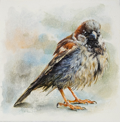 Cute Sparrow watercolor illustration animal art animal illustration art bird bird illustration cute cute animal cute art cute illustration gouache illustraion painting sparrow traditional art watercolor watercolor art watercolor illustration watercolor painting watercolors watercolour