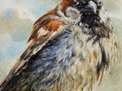 Cute Sparrow watercolor illustration animal art animal illustration art bird bird illustration character design cute cute animal cute art cute illustration illustraion illustration art painting sparrow traditional art traditional illustration watercolor watercolor art watercolor illustration watercolor painting