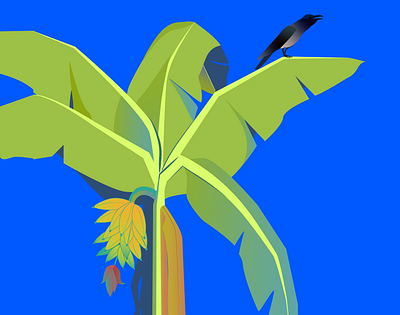 Crow on a plantain leaf banana illustration kerala plantain vector