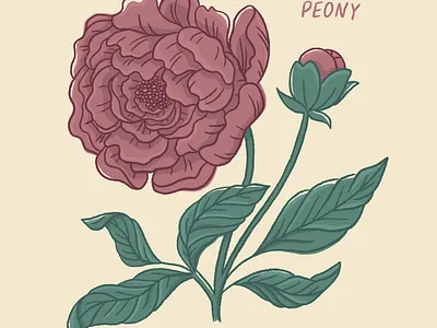 Peony drawing art design digital drawing digitalart drawing flower illustration nature procreate procreate art