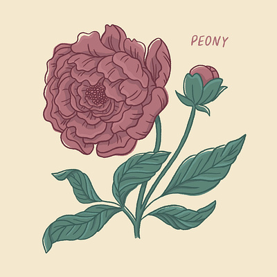 Peony drawing art design digital drawing digitalart drawing flower illustration nature procreate procreate art