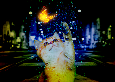 Cat Manipulation adobe graphic design manipulation photoshop