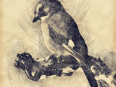 Pen Sketch Photoshop Action 3d action animation branding design digital drawing effect graphic design illustration logo manipulation motion graphics pen pencil photomanipulation professional realistic sketch