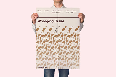 Endangered Bird: Whooping Crane birds design jombie graphic design illustration international typographic style pattern desogn peta poster design sushant sushant kumar rai swiss poster design swiss style