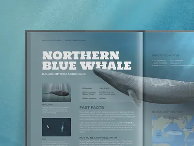 Marine Mammals of Kamchatka Illustations blue whale branding digital illustration editorial design education encyclopedia graphic design illustration logo mammals marine procreate