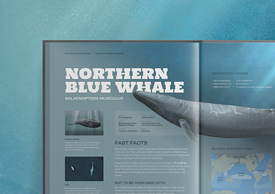 Marine Mammals of Kamchatka Illustations blue whale branding digital illustration editorial design education encyclopedia graphic design illustration logo mammals marine procreate