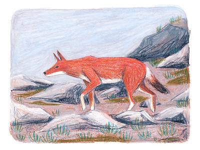 Ethiopian Wolf animal animal art art conservation crayon drawing editorial ethiopian extinction illustration picture book texture wolf