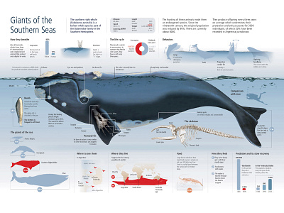 Southern Right Whale: Giant of the Southern Seas design graphic design illustration illustrator infographic logo minimal