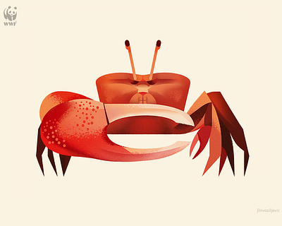 WWF Education Centre illustration, Fiddler Crab animal crab design fiddler crab illustration jlnvasiljevic minimal nature wwf