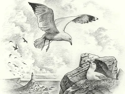 Gulls bird birds coast graphite gull illustration landscape lighthouse medium mediums nature nautical ocean pencil process sea seagull sketch traditional work in progess
