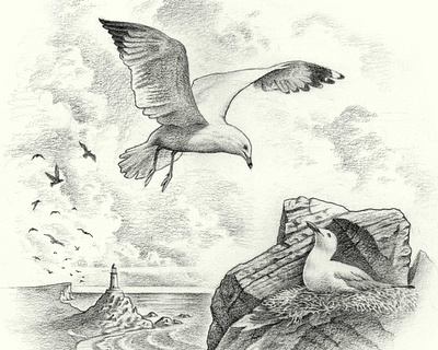 Gulls bird birds coast graphite gull illustration landscape lighthouse medium mediums nature nautical ocean pencil process sea seagull sketch traditional work in progess