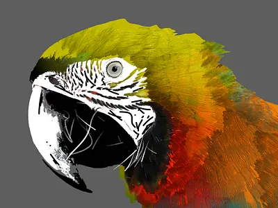 Yellow Parrot design illustration