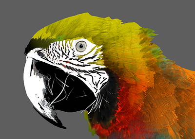 Yellow Parrot design illustration