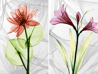 "X-ray flowers" by Masha Van for Intalence Art x ray