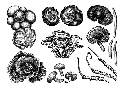 Adaptogenic mushrooms botanical illustration hand drawn hand sketched medicinal mushrooms medicinal plants medicine mushrooms sketching vector